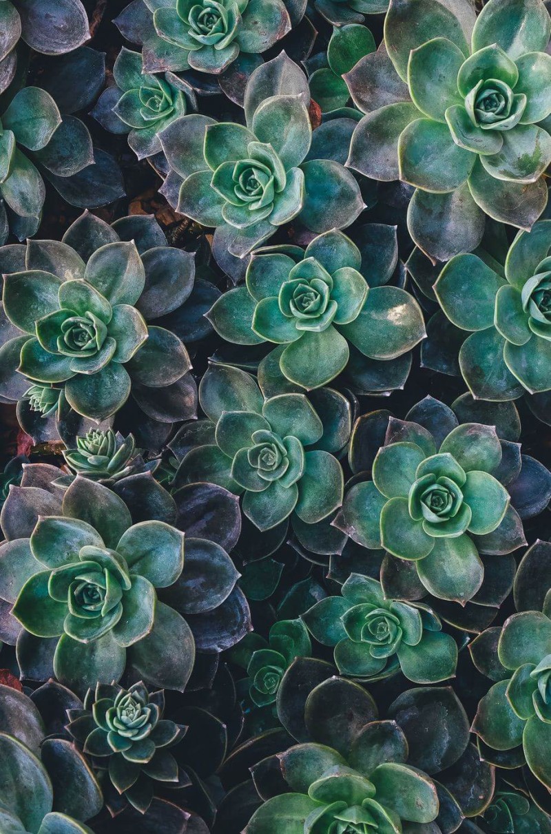 Succulent